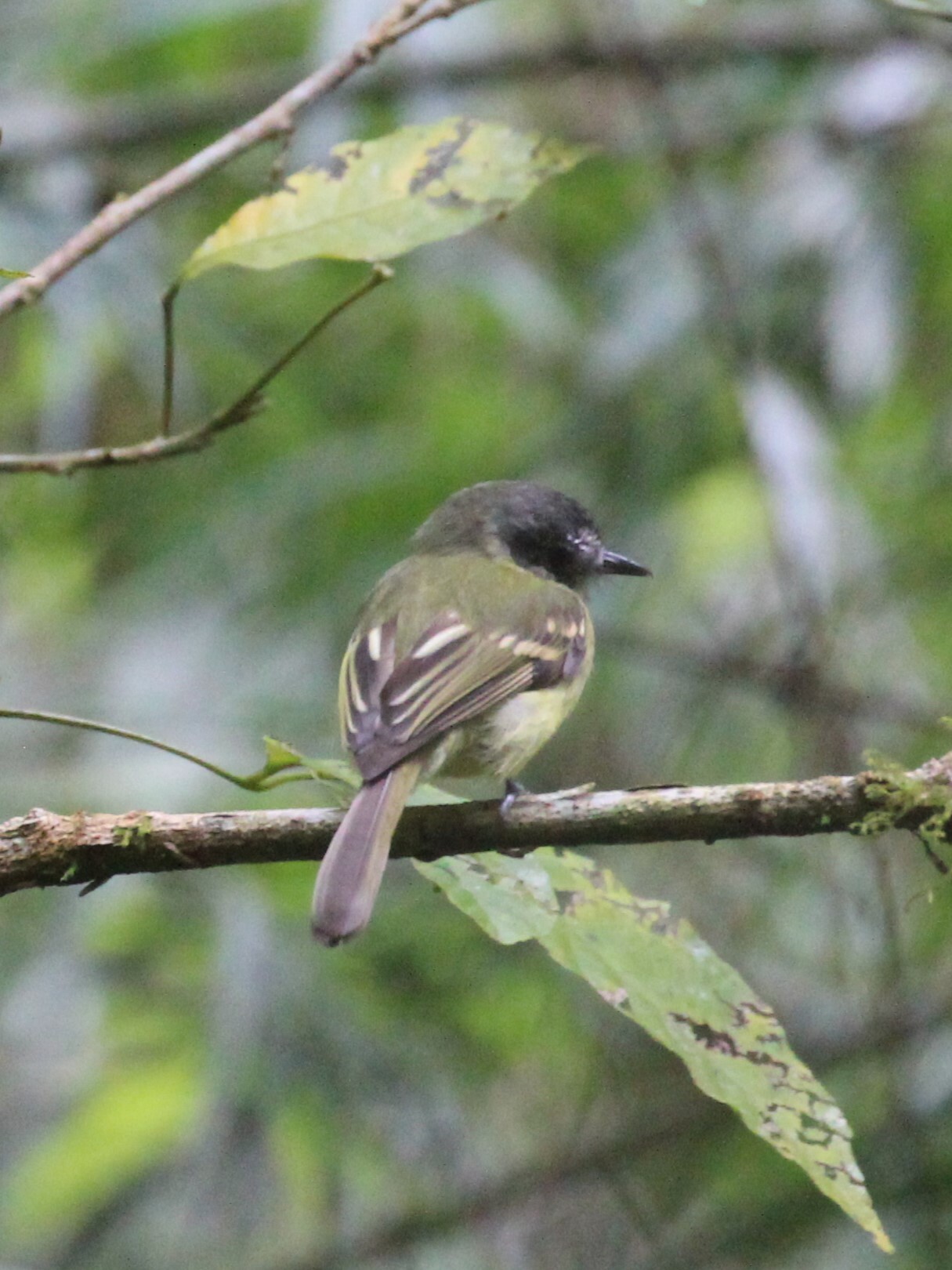 Slaty-capped Flycatcher (Leptopogon superciliaris), photo 6
