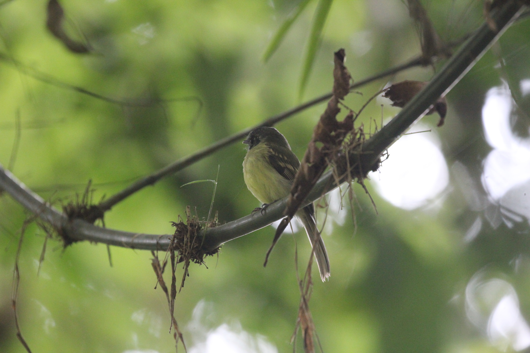 Slaty-capped Flycatcher (Leptopogon superciliaris), photo 2
