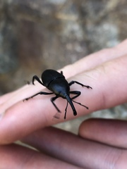 Cactophagus spinolae validus