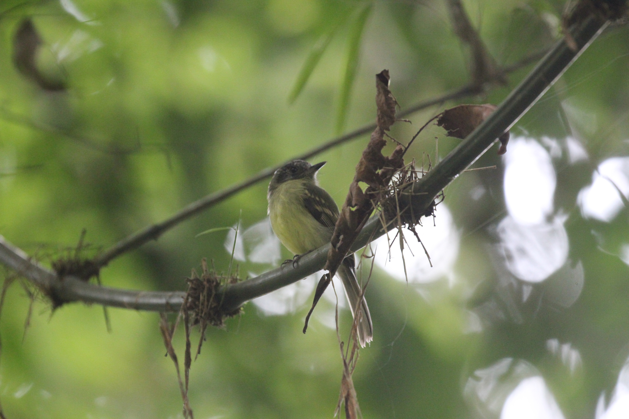 Slaty-capped Flycatcher (Leptopogon superciliaris), photo 4