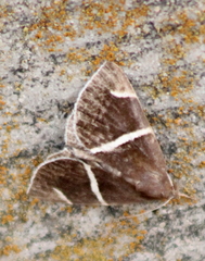 Argyrostrotis