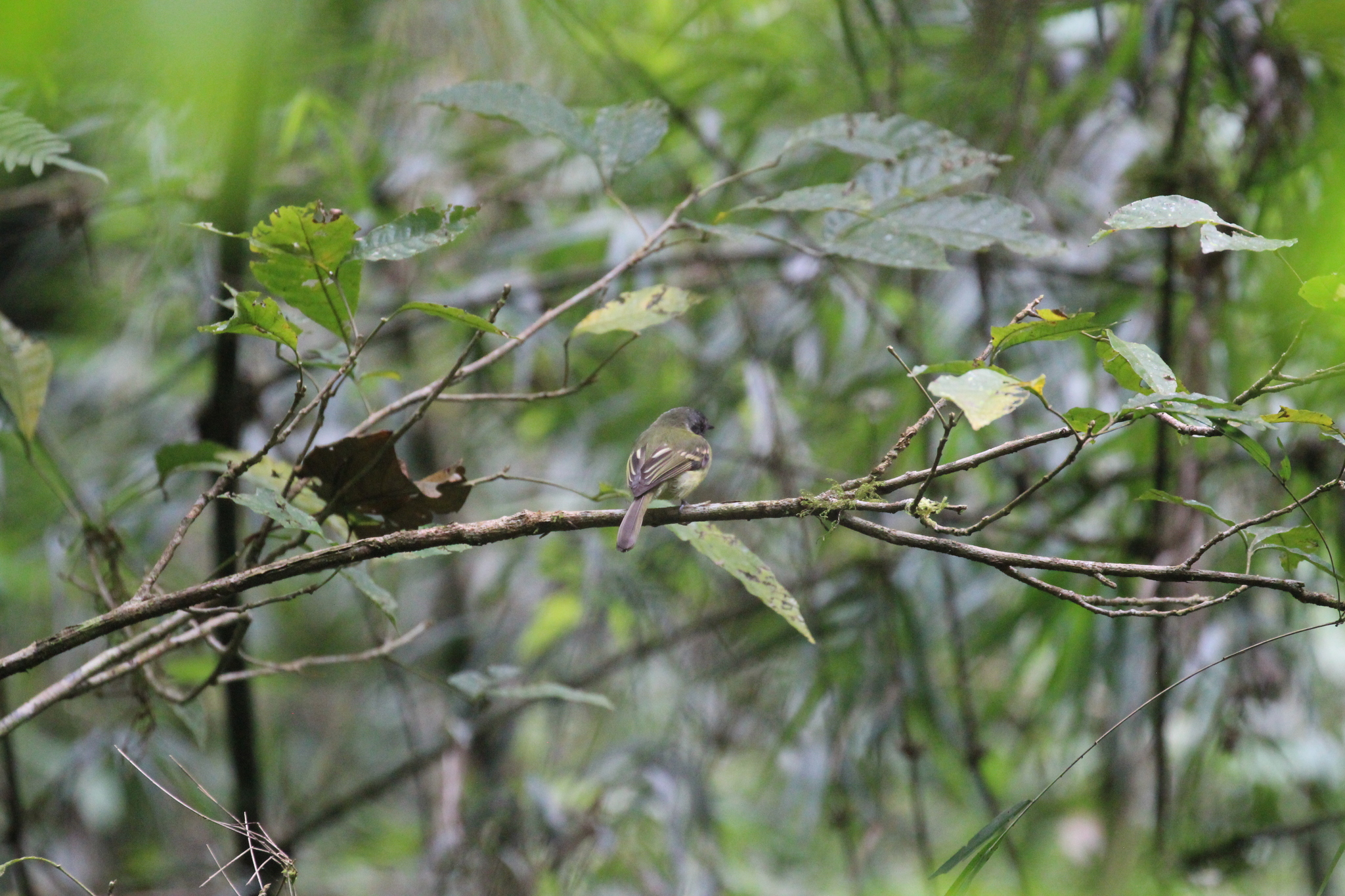 Slaty-capped Flycatcher (Leptopogon superciliaris), photo 10