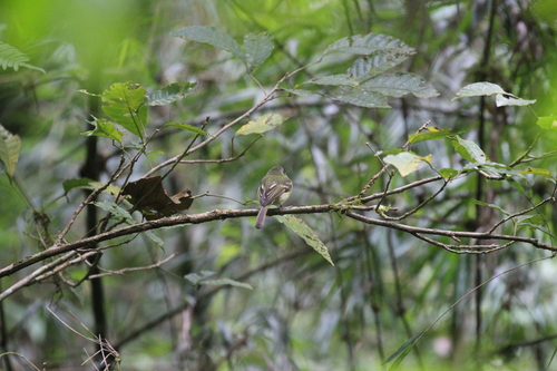 Slaty-capped Flycatcher (Leptopogon superciliaris), photo 10