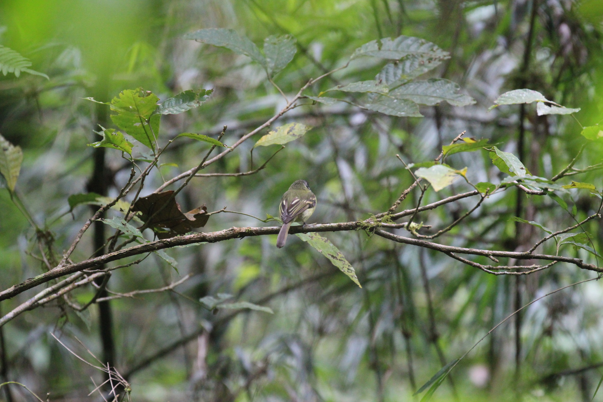 Slaty-capped Flycatcher (Leptopogon superciliaris), photo 9