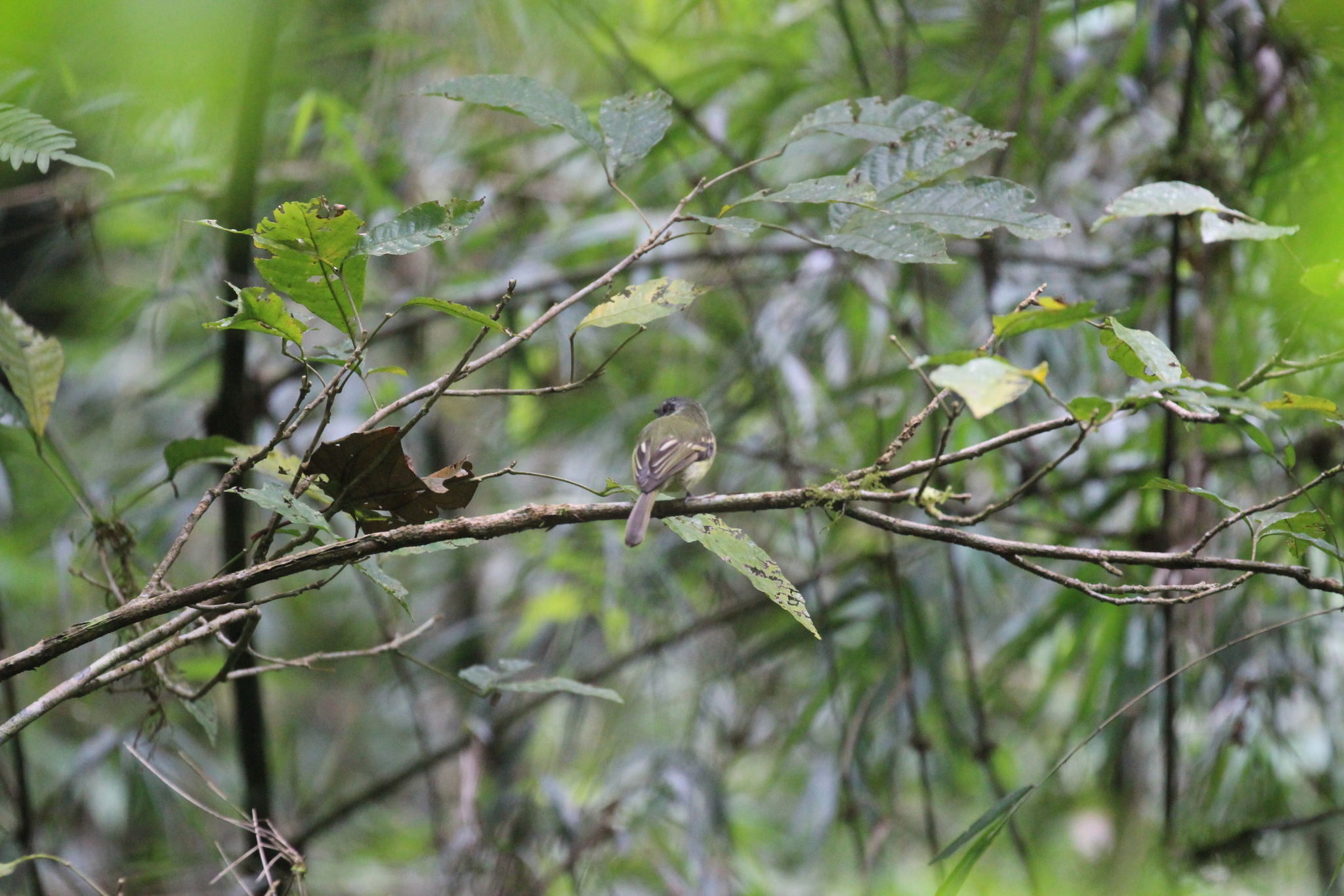 Slaty-capped Flycatcher (Leptopogon superciliaris), photo 8