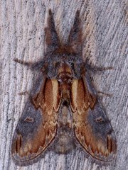 Notodonta scitipennis