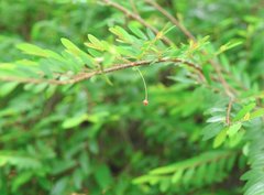 Phyllanthus myrtifolius