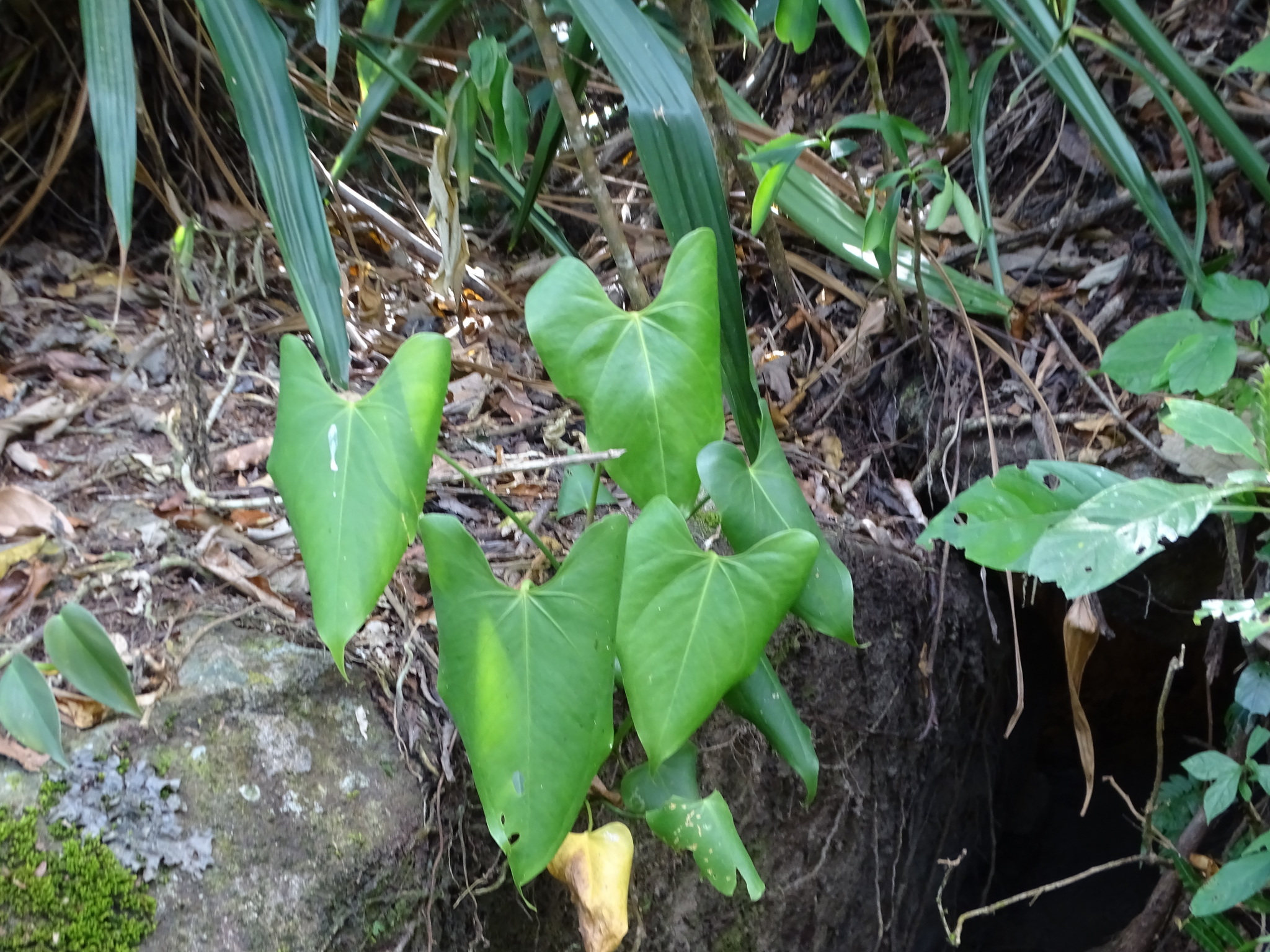 Anthurium huixtlense Matuda