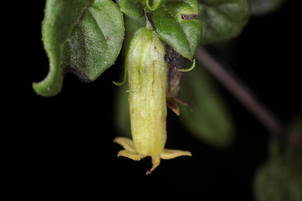 Salpichroa ramosissima