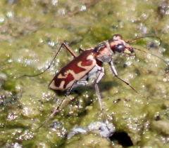 Ellipsoptera