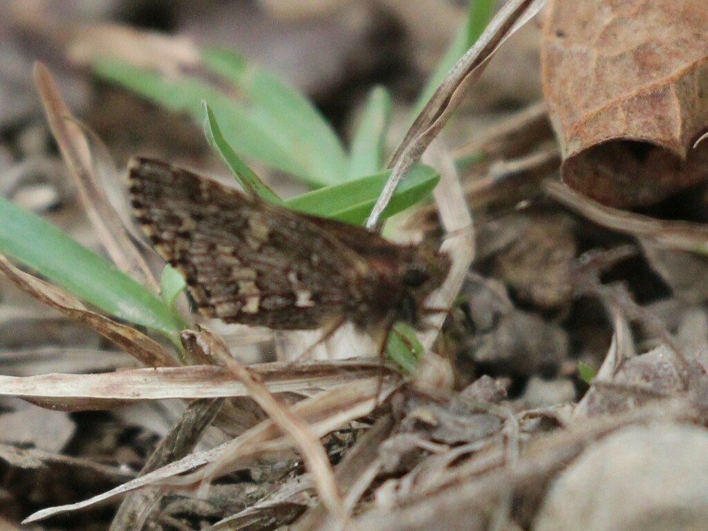 Halotus angellus