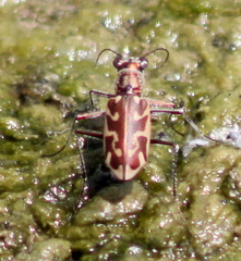 Ellipsoptera