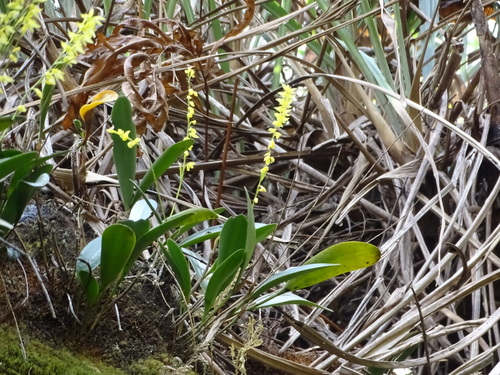 Pleurothallis quadrifida, photograph 6