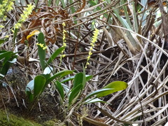 Pleurothallis quadrifida, photograph (c) Alexis López Hernández, some rights reserved (CC BY)