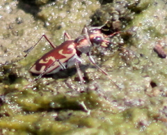 Ellipsoptera