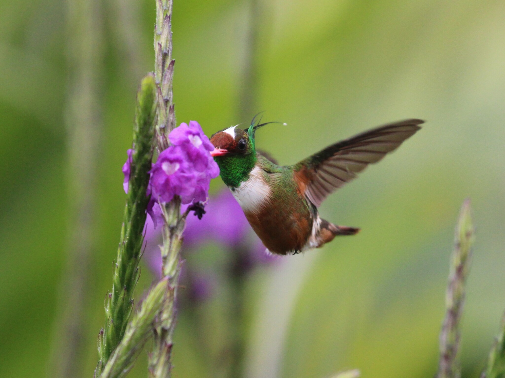 White-crested Coquette (Lophornis adorabilis), photo 6