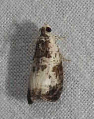 Olethreutes malana