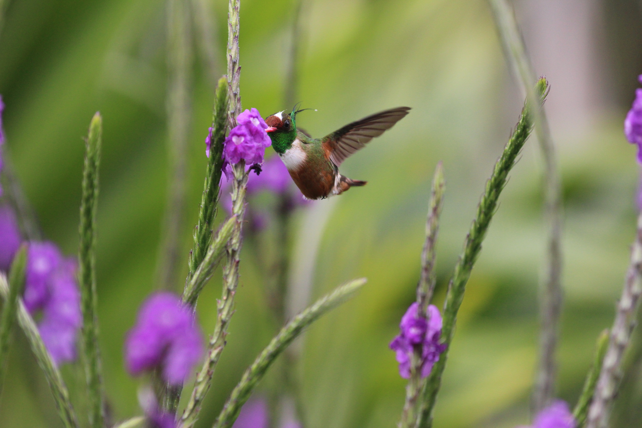 White-crested Coquette (Lophornis adorabilis), photo 7