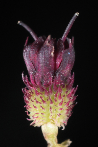 Image of Eryngium humile by (c) Paúl Gonzáles, some rights reserved (CC BY)