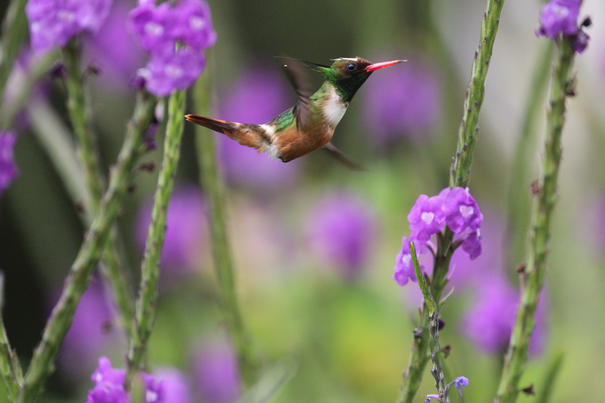 White-crested Coquette (Lophornis adorabilis), photo 8