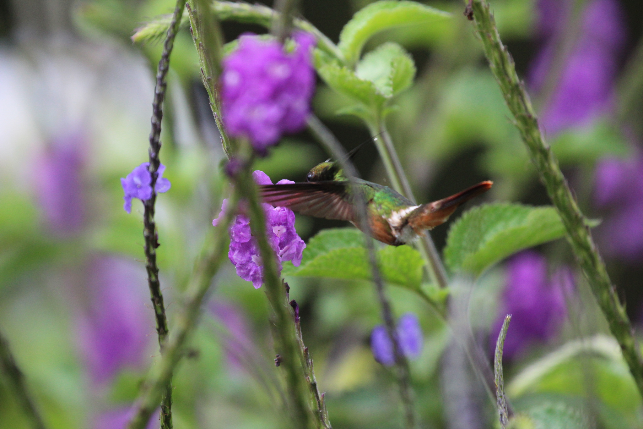 White-crested Coquette (Lophornis adorabilis), photo 9