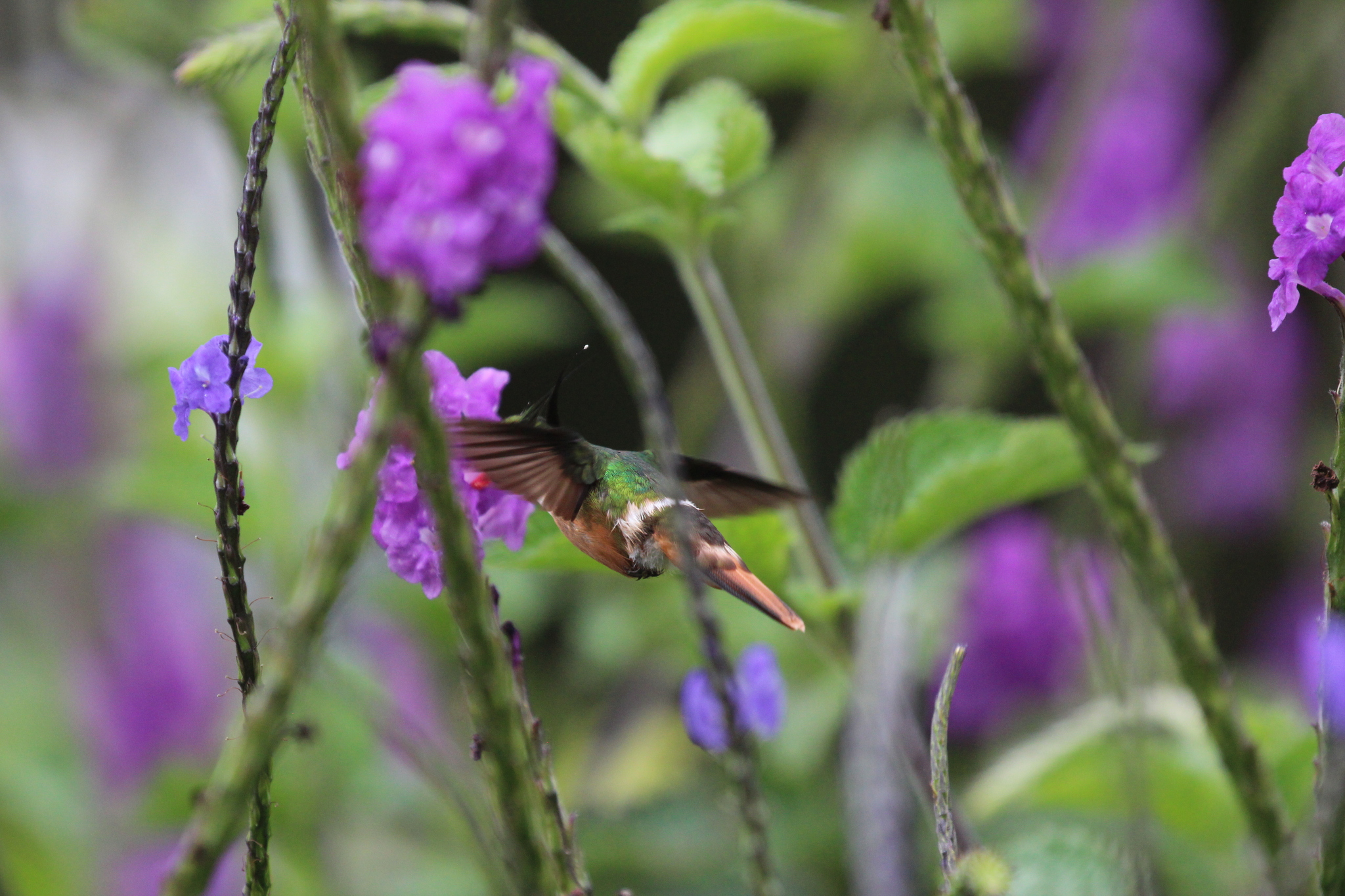 White-crested Coquette (Lophornis adorabilis), photo 10