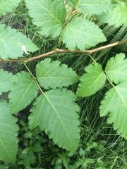 Rubus hawaiensis