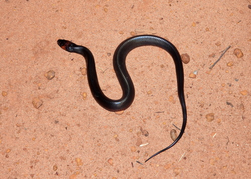 Photo of a Brazilian Bird Snake (Rhachidelus brazili)