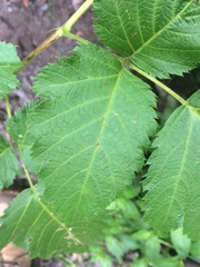 Rubus hawaiensis