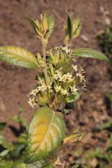 Cestrum tomentosum, photograph (c) Paúl Gonzáles, some rights reserved (CC BY)