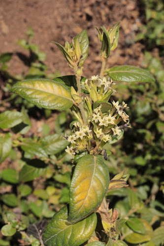 Cestrum tomentosum, photograph 5