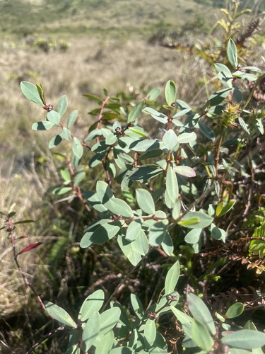Euphorbia sparsiflora observed 2025-01-15