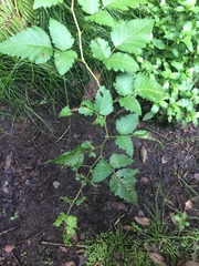 Rubus hawaiensis