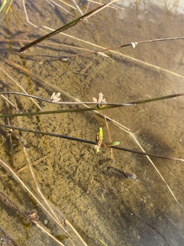Schoenoplectiella juncoides observed 2025-01-15