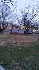 Sciurus carolinensis