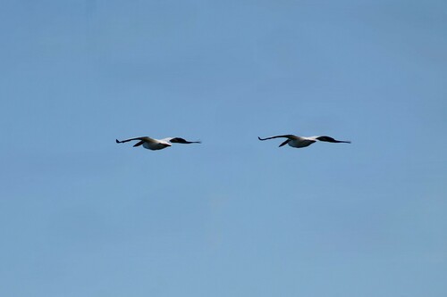 American White Pelican photographed in Tennessee