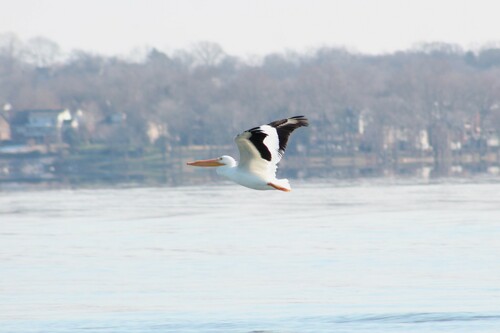 American White Pelican photographed in Tennessee