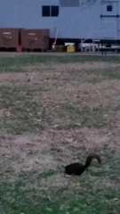 Sciurus carolinensis