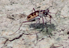 Ellipsoptera