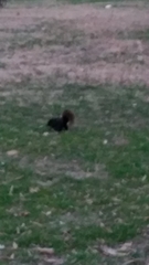 Sciurus carolinensis