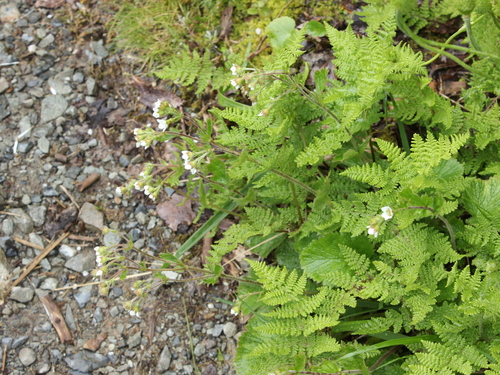 Image of Geum cockaynei by (c) Joe Dillon, some rights reserved (CC BY)