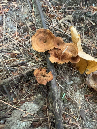 Shiny cinnamon polypore