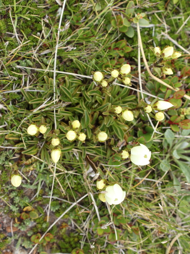 Image of Gentianella bellidifolia by (c) Joe Dillon, some rights reserved (CC BY)