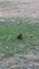 Sciurus carolinensis