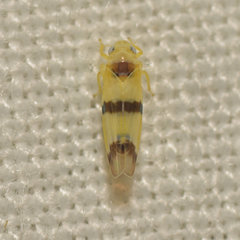 Empoa gillettei