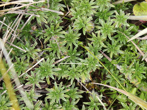 Image of Celmisia walkeri by (c) Joe Dillon, some rights reserved (CC BY)