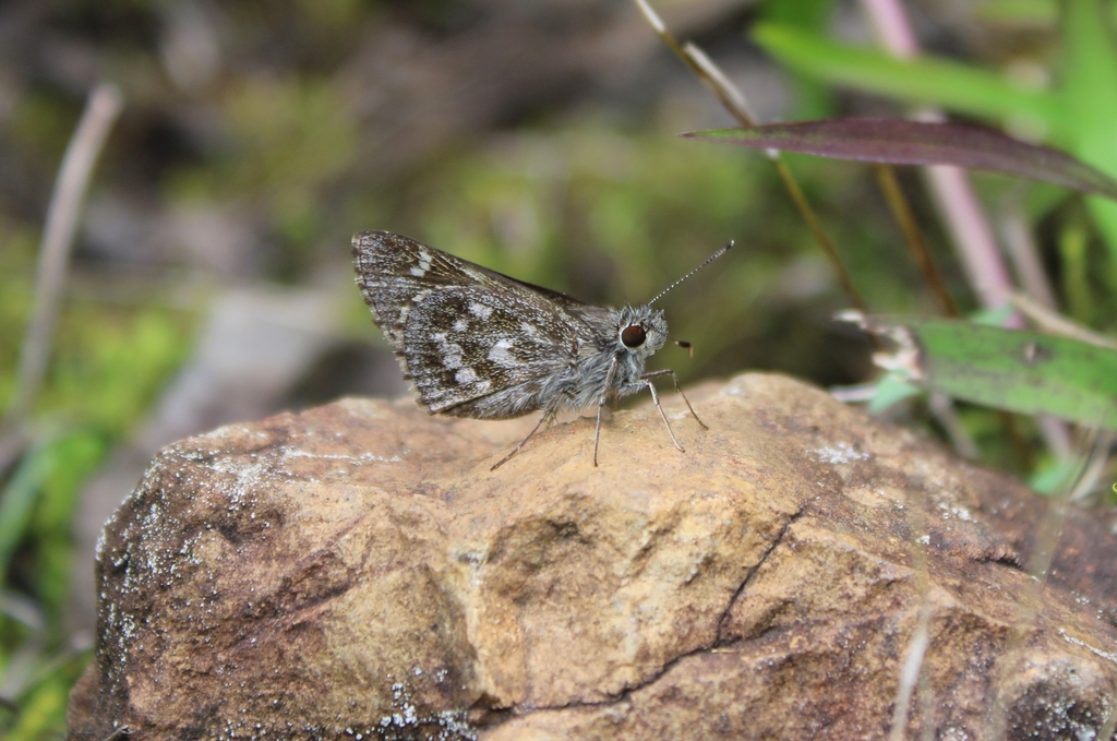 Cymaenes psyllus