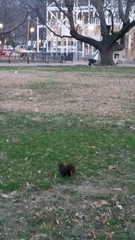 Sciurus carolinensis