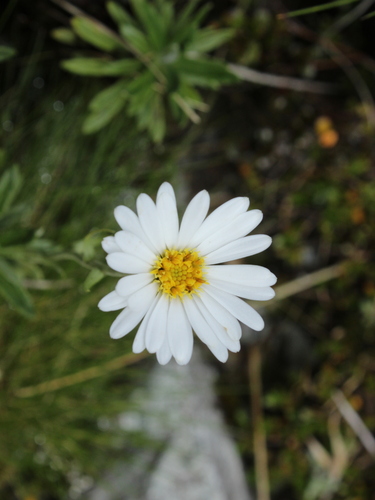 Image of Celmisia walkeri by (c) Joe Dillon, some rights reserved (CC BY)