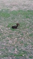 Sciurus carolinensis